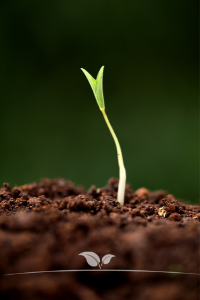 Tuin bemesten | Bodem verbeteren | Gardline